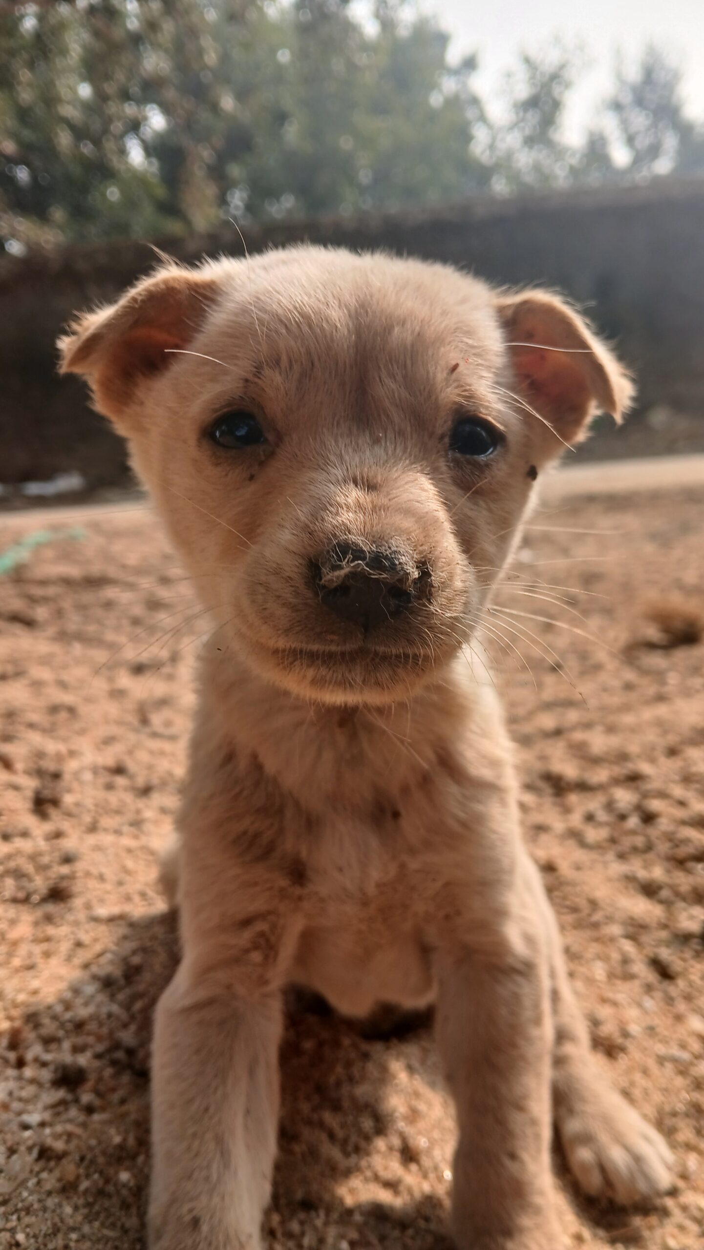 Dog Sleeping Near Door: कुत्ते दरवाज़े के पास ही क्यों चुनते हैं सोने की जगह?